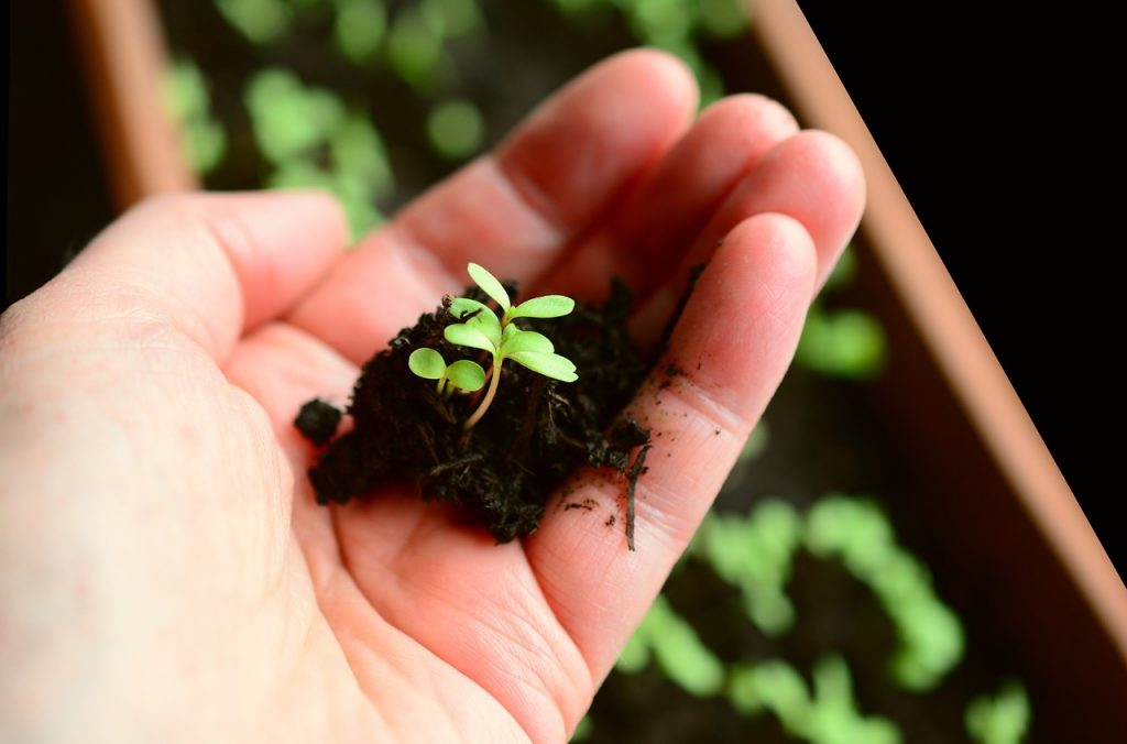 Help your child learn better by bringing a bit of nature indoors